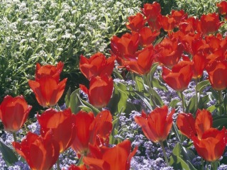 塞舌尔国家植物园