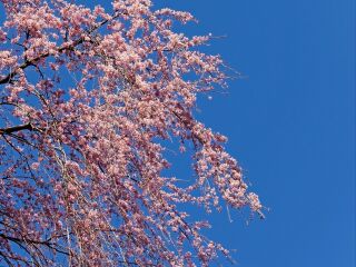 天适樱花悠乐园