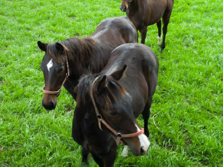明道庵观光休养牧场