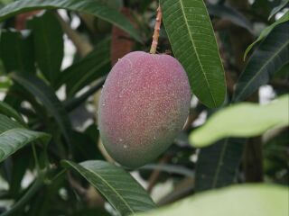 黄金海岸热带水果世界