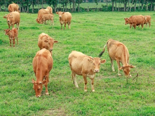 明道庵观光休养牧场