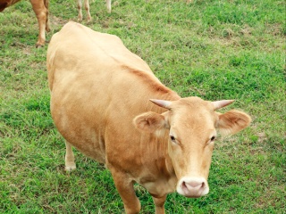 明道庵观光休养牧场