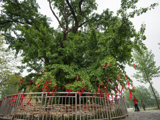 水墨大埝风景区