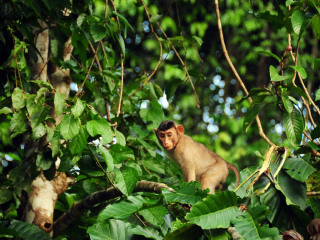 海南热带野生动植物园
