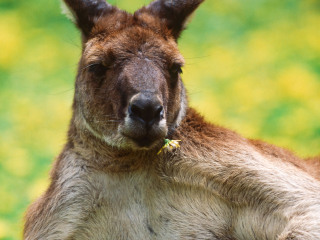 希尔斯维尔野生动物保护区