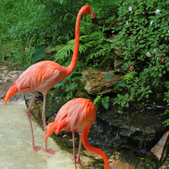 海南热带野生动植物园 景点模块