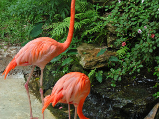 海南热带野生动植物园