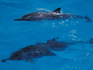 天涯热带海洋动物园