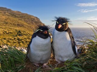 菲力普企鹅自然保护区