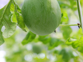 溱湖湿地农业生态园