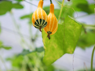 溱湖湿地农业生态园