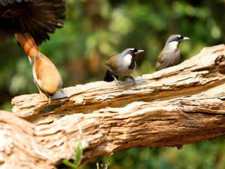秦岭野生动物园