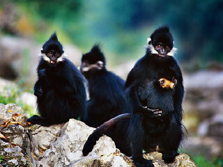 麻阳河自然保护区