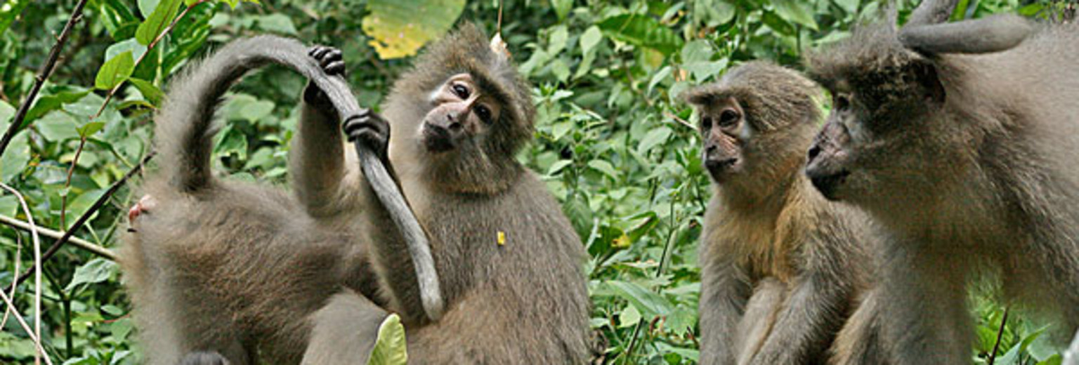 猴子沟自然保护区