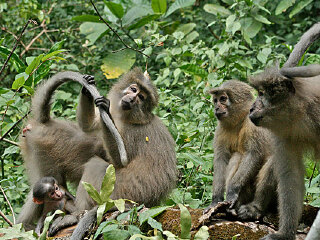 猴子沟自然保护区