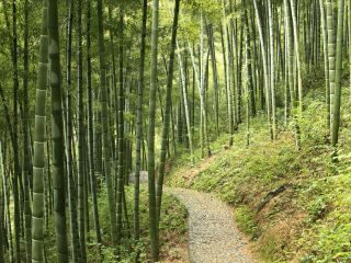 湖州安吉中国大竹海