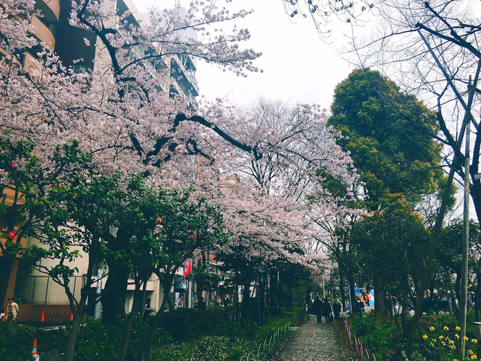 櫻花雨下的霓虹初見【多圖】_大阪城公園遊記_途牛