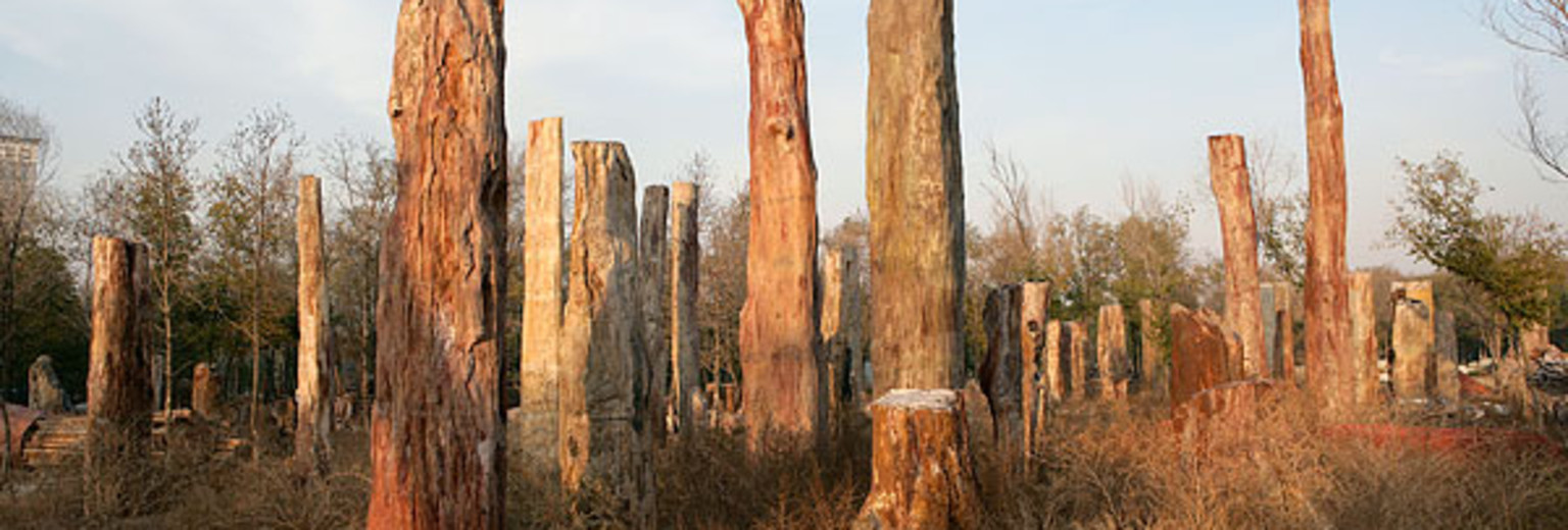 硅化木地质遗迹图片