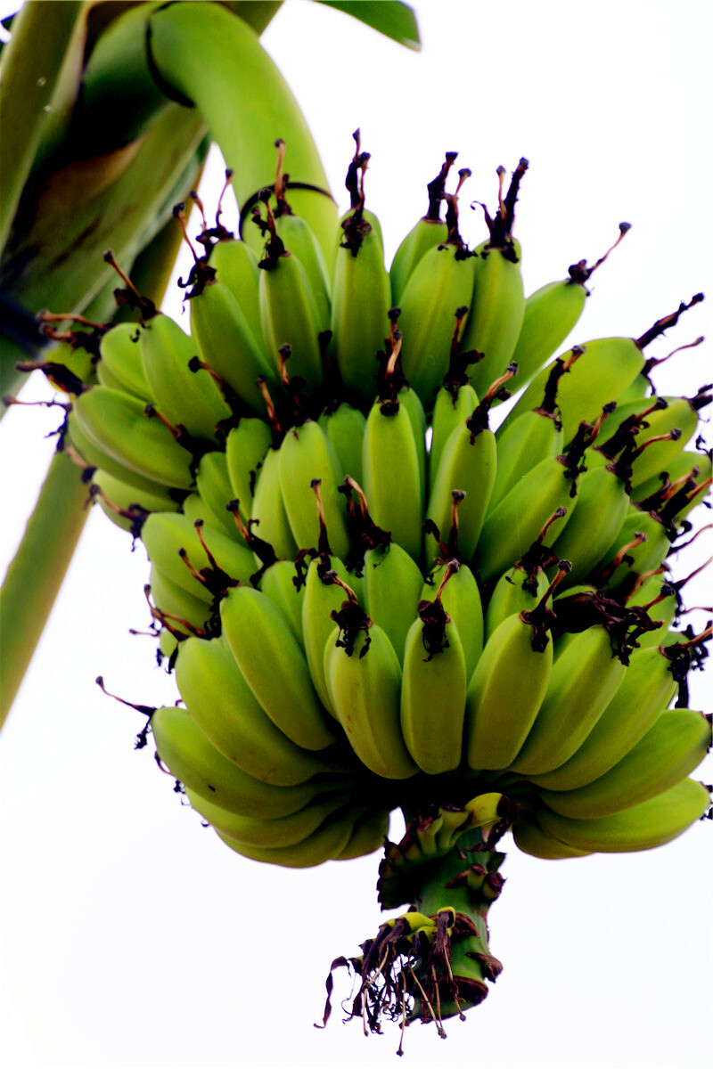 芒果.红秋葵.秋葵,民间也称"洋辣椒".