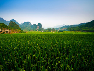 巴马