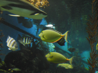 老虎滩海洋公园