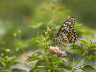 海南热带野生动植物园