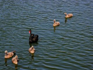 重庆野生动物园