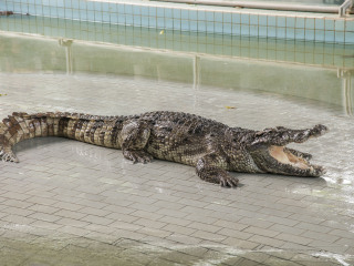 三攀大象鳄鱼表演园