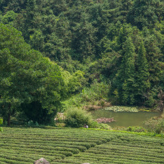 茶溪谷