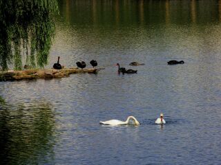 重庆野生动物园