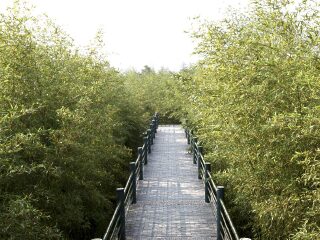 湖州安吉竹博园