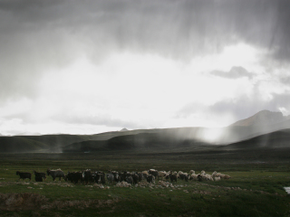 羊八井地热温泉