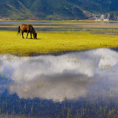 香格里拉纳帕海