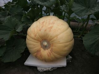 南天门热带植物园