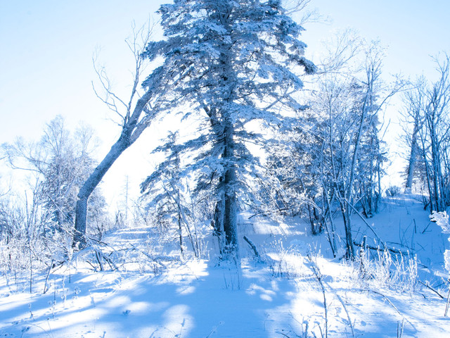 哈尔滨雪乡穿越雪乡长白山七日游 专职中文导