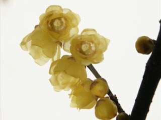 静观腊梅博览园