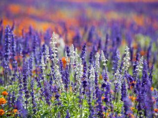 紫海香堤香草乐园