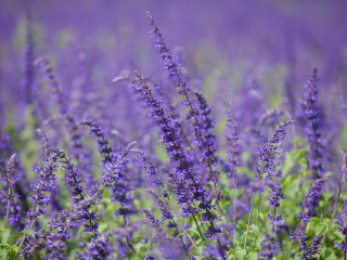 紫海香堤香草乐园