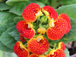 北京世界花卉大观园