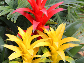 世界花卉大观园