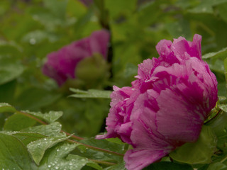 琉璃河天香牡丹园