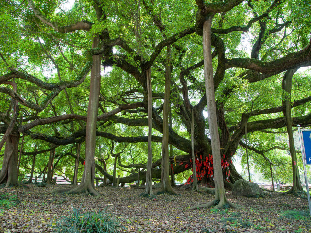 阳朔大榕树