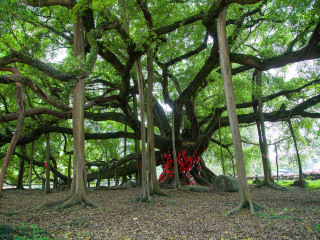 阳朔大榕树