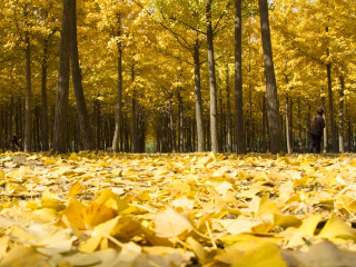 海洋银杏林田园风光
