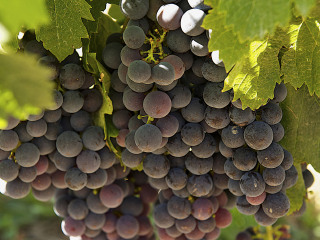 基安蒂葡萄酒产区