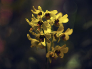 马特莱国家香料园