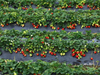 北京国际鲜花港