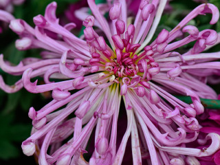 世界花卉大观园