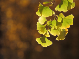 海洋银杏林田园风光