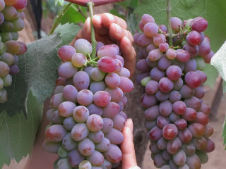 大兴融青生态园葡萄采摘